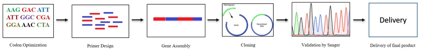 Gene Synthesis | Custom DNA Construction | Decipher Genomics